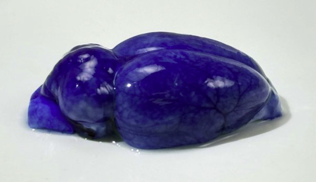 A rat brain from the CRYORAT project, stained blue after dye perfusion following blood-brain barrier openers
