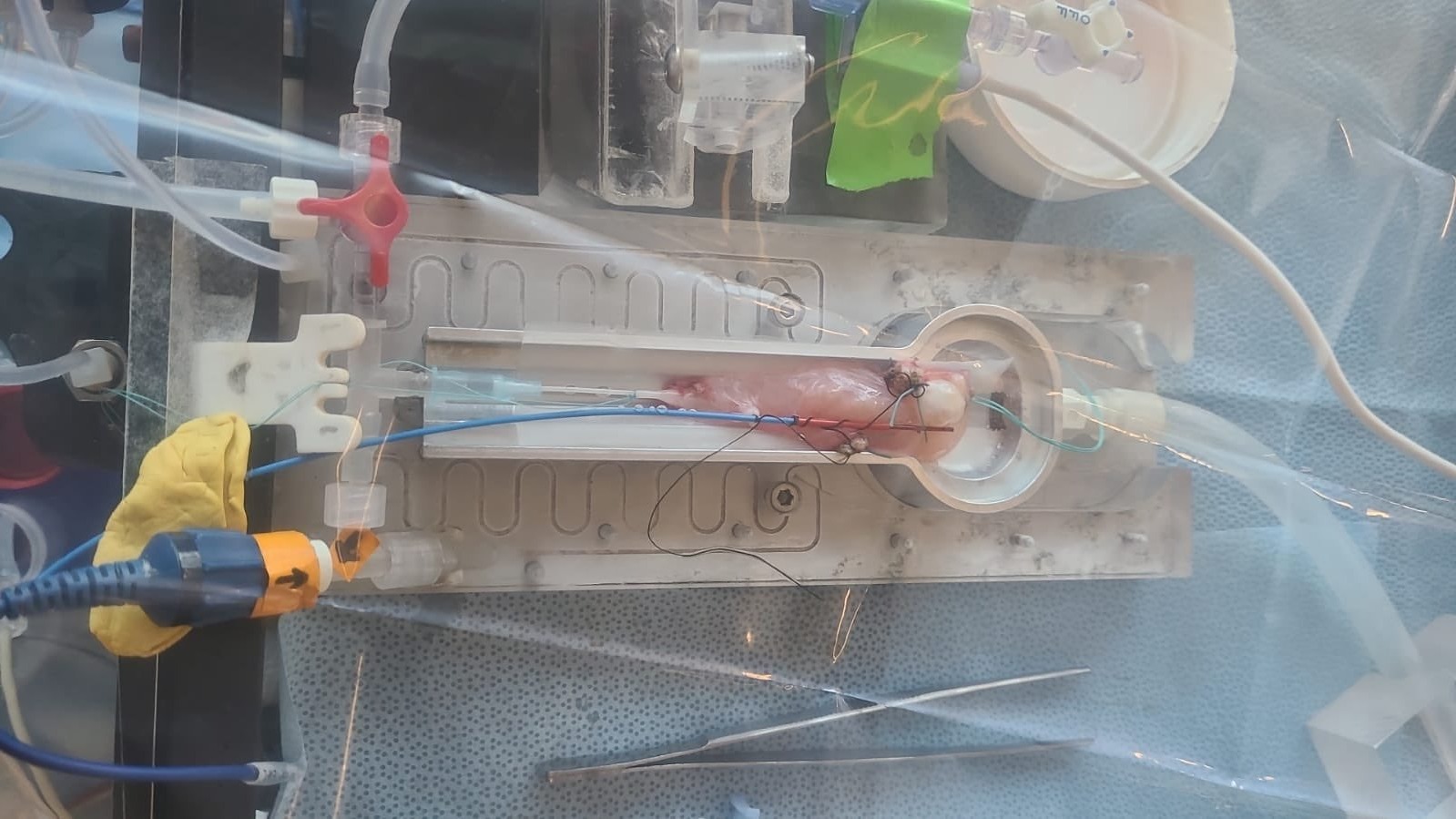 A whole sheep ovary in a perfusion device, with catheters and monitoring leads connected for vitrification